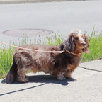 Black Waterproof Dog Leash — product image 4