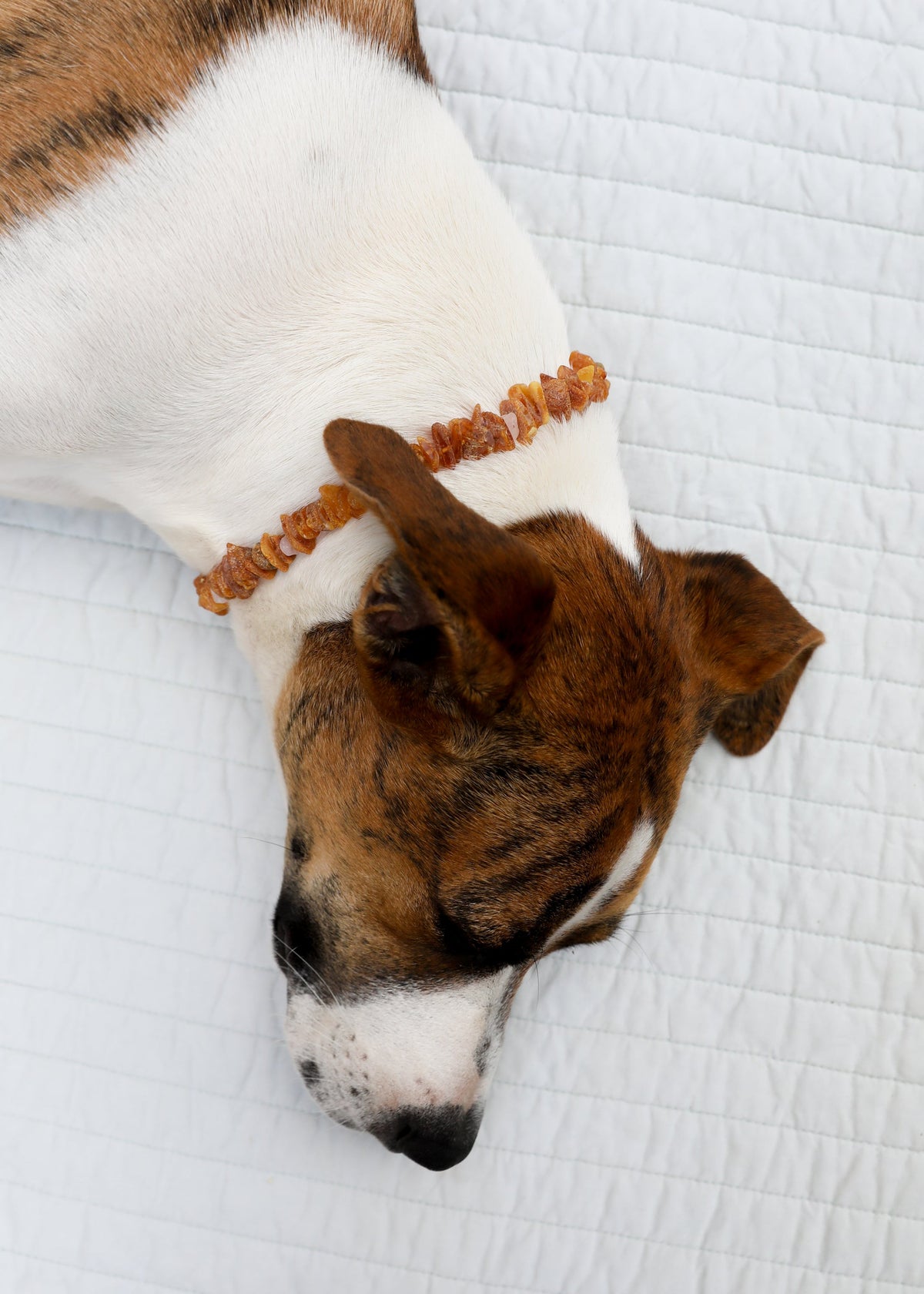 Baltic Amber + Rose Quartz Pet Necklace — product image 3