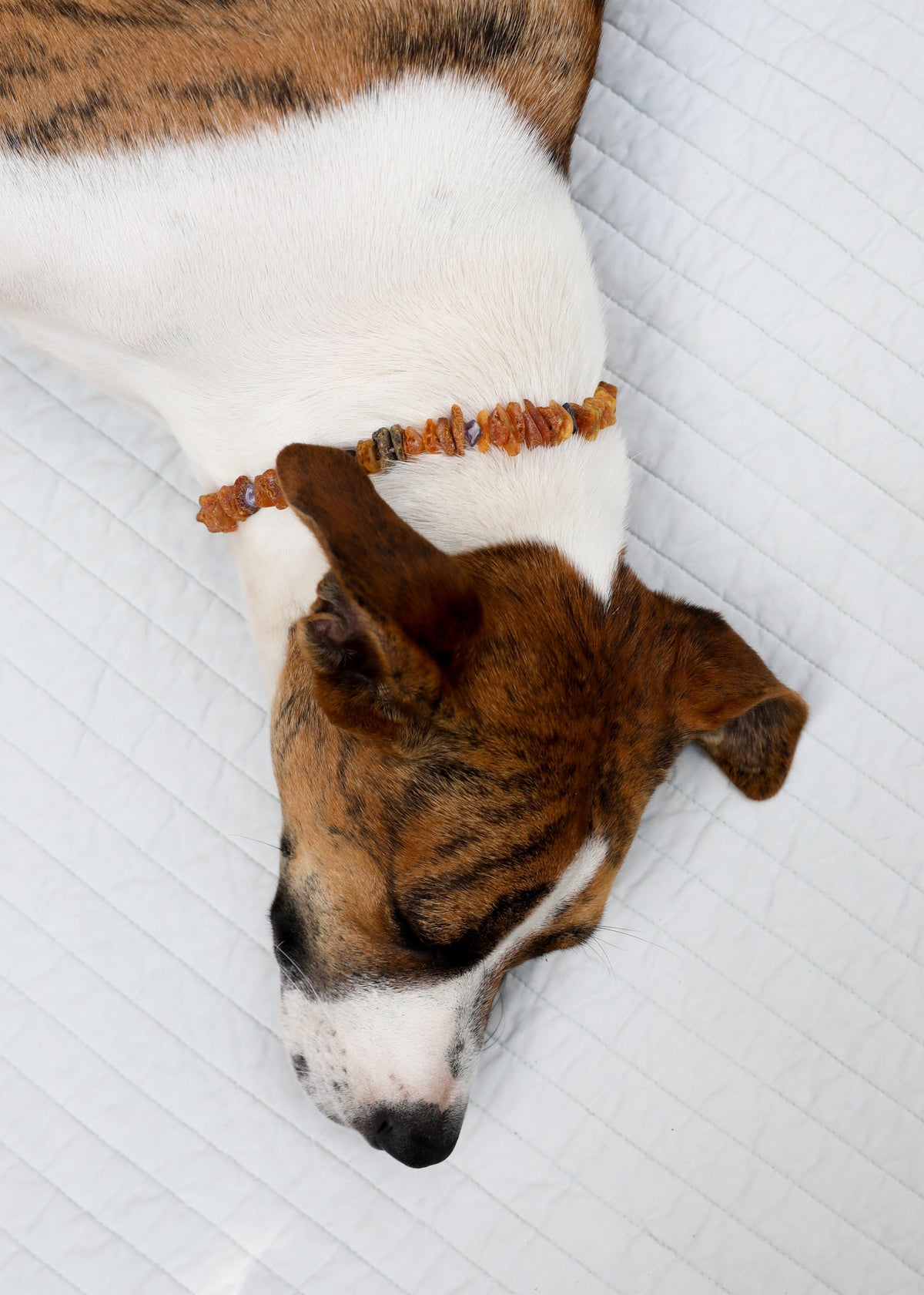Baltic Amber + Amethyst Pet Necklace — product image 3
